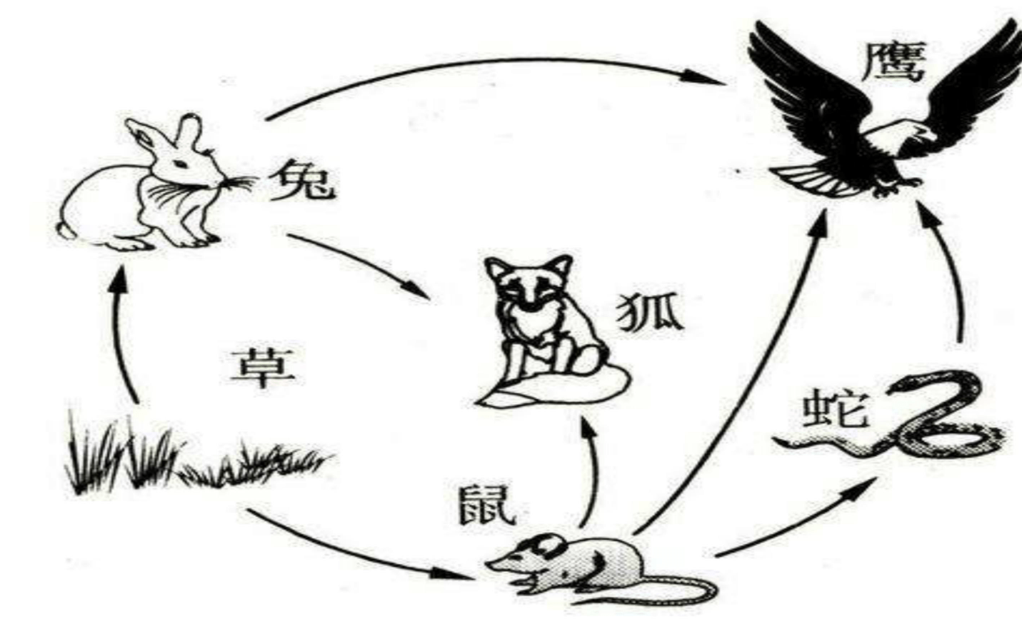 与龙相似岂能比，上天下地钻容易打一个正确生肖详细解答、综合解答解释落实